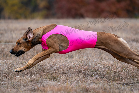RhodesianRidgeback-101