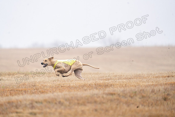 RhodesianRidgeback-52
