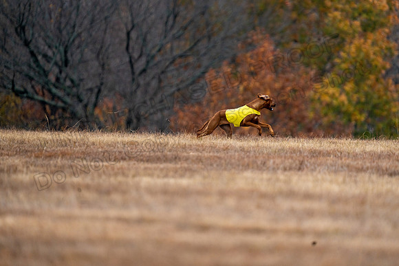 RhodesianRidgeback-115