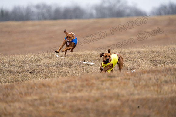RhodesianRidgeback-85