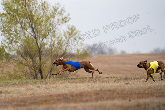 RhodesianRidgeback-84