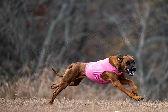 RhodesianRidgeback-91