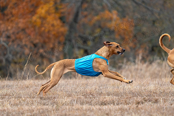 RhodesianRidgeback-100