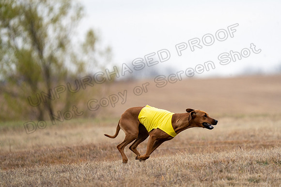 RhodesianRidgeback-114