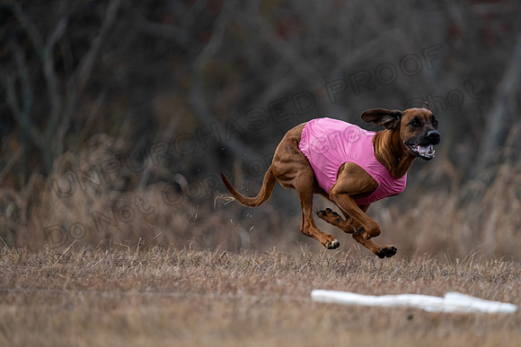 RhodesianRidgeback-90