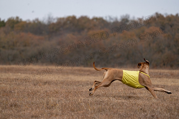 RhodesianRidgeback-128