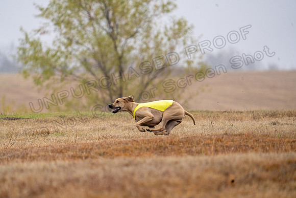 RhodesianRidgeback-53