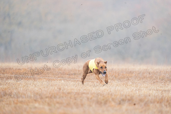 RhodesianRidgeback-45