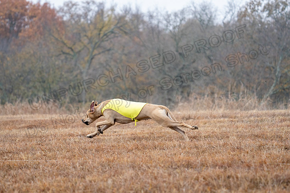 RhodesianRidgeback-51