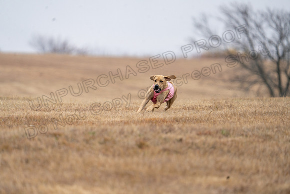 RhodesianRidgeback-79