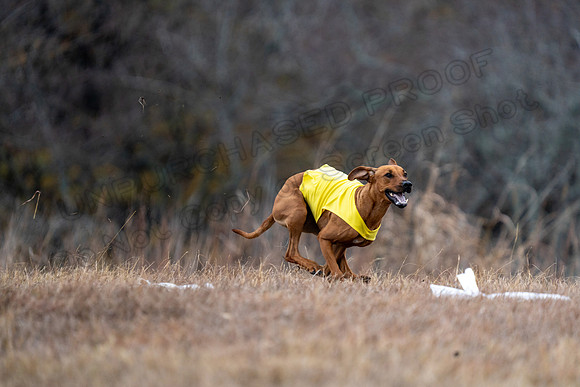 RhodesianRidgeback-116
