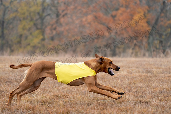 RhodesianRidgeback-47