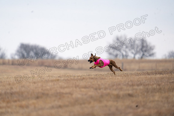 RhodesianRidgeback-102