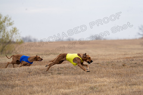RhodesianRidgeback-86