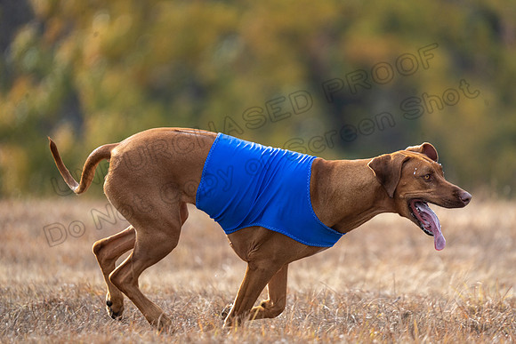 RhodesianRidgeback-93