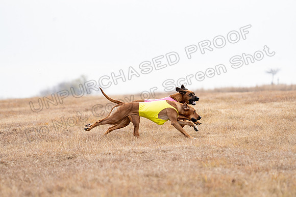 RhodesianRidgeback-87