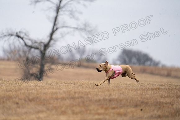 RhodesianRidgeback-78