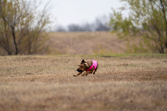 RhodesianRidgeback-103