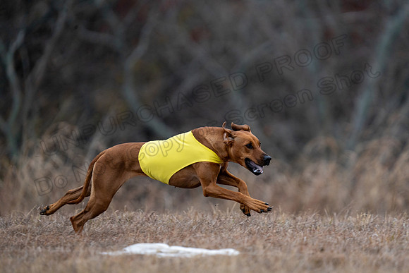 RhodesianRidgeback-117