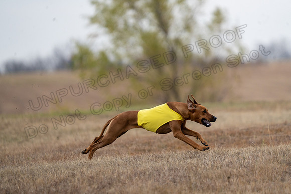 RhodesianRidgeback-113