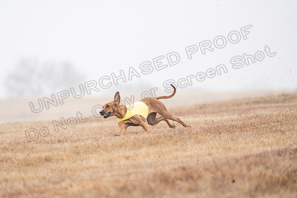 RhodesianRidgeback-44