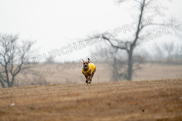 RhodesianRidgeback-68