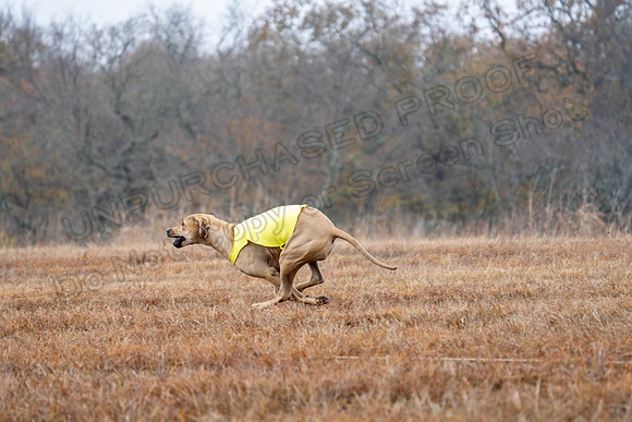 RhodesianRidgeback-50