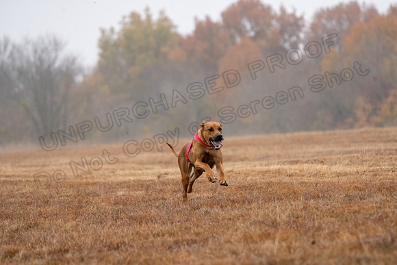 RhodesianRidgeback-40
