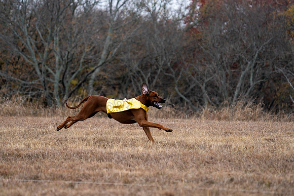 RhodesianRidgeback-107