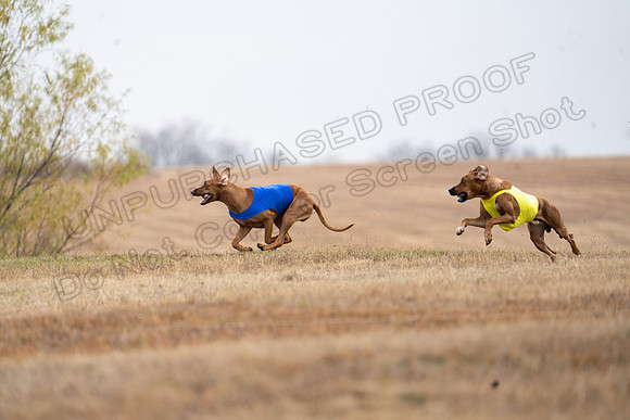 RhodesianRidgeback-83