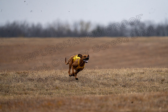 RhodesianRidgeback-97