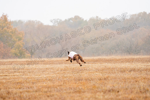 RhodesianRidgeback-41