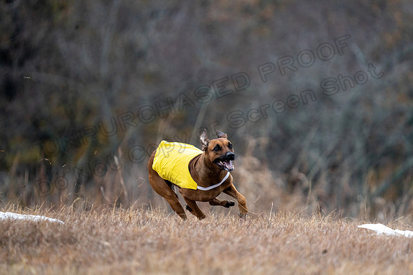 RhodesianRidgeback-82