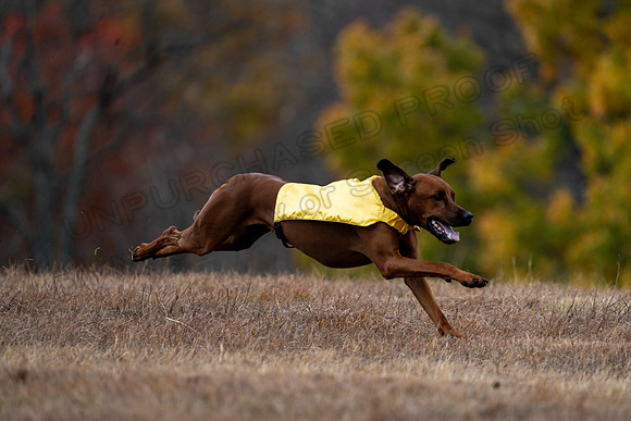 RhodesianRidgeback-106