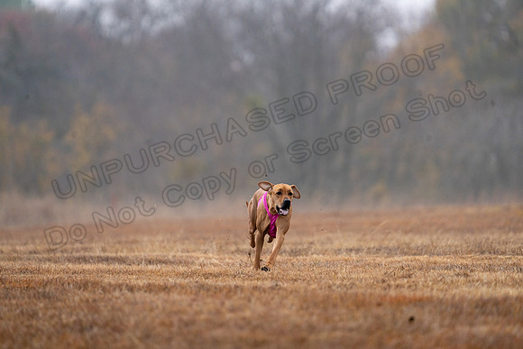 RhodesianRidgeback-55