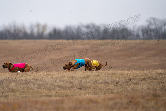 RhodesianRidgeback-96