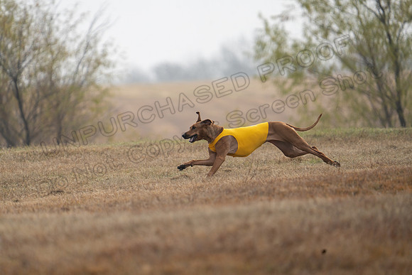 RhodesianRidgeback-69