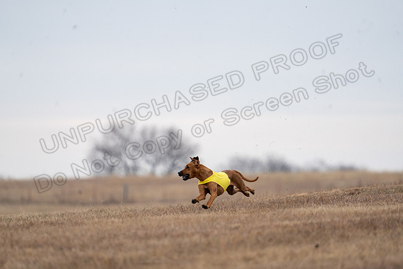 RhodesianRidgeback-112