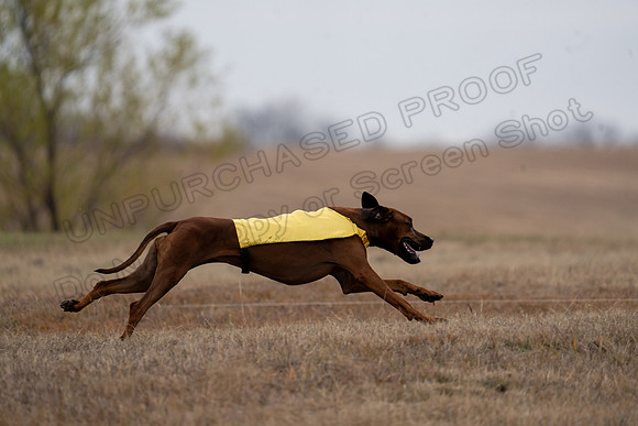 RhodesianRidgeback-104