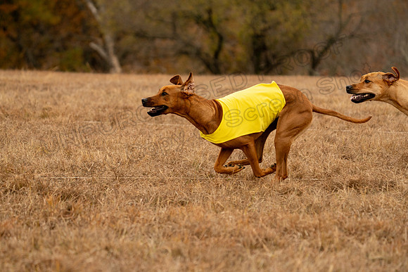 RhodesianRidgeback-110