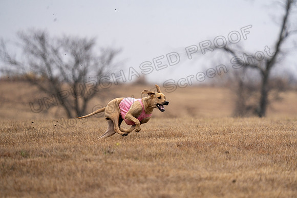 RhodesianRidgeback-80