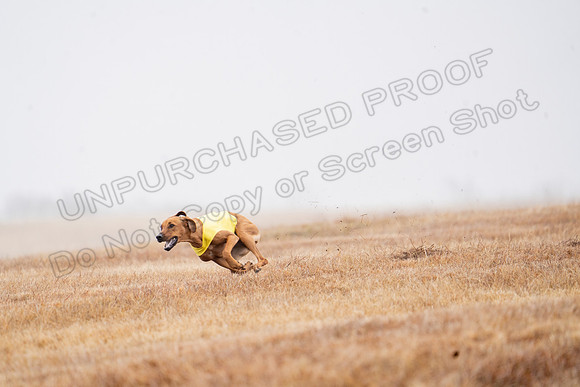 RhodesianRidgeback-43