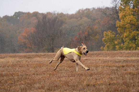 RhodesianRidgeback-57