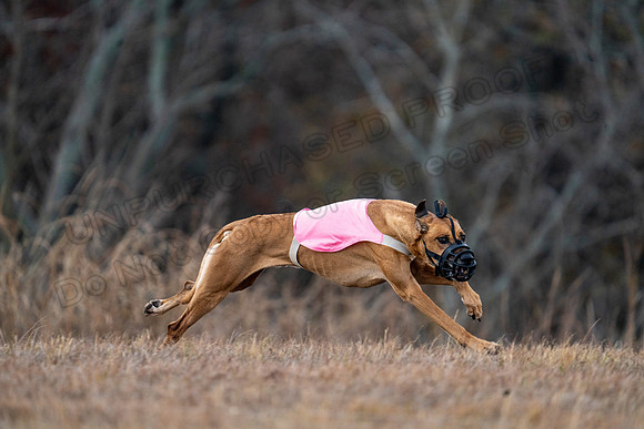 RhodesianRidgeback-138