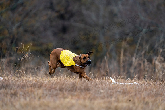 RhodesianRidgeback-81