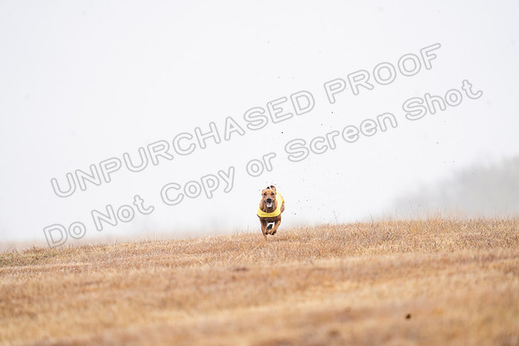 RhodesianRidgeback-42