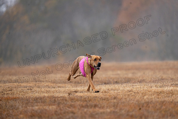 RhodesianRidgeback-56