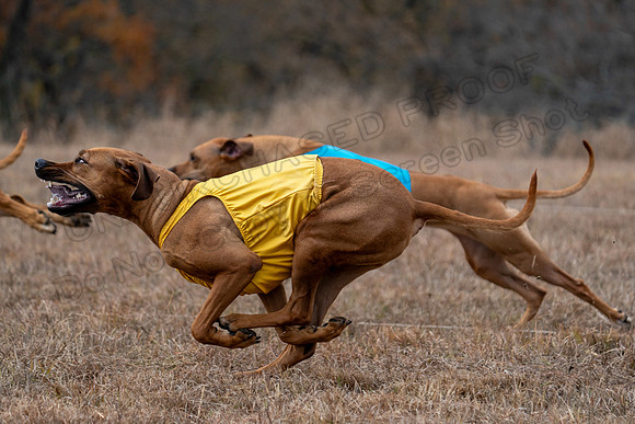RhodesianRidgeback-95