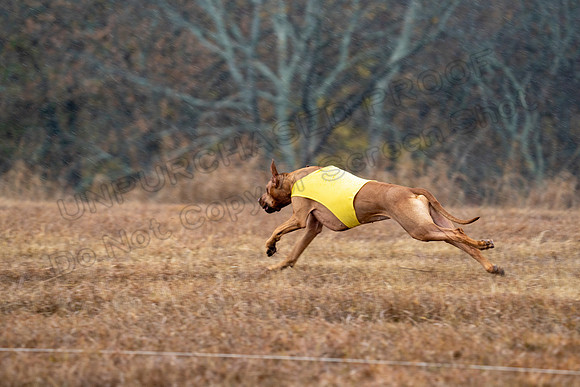 RhodesianRidgeback-139
