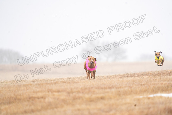 RhodesianRidgeback-25